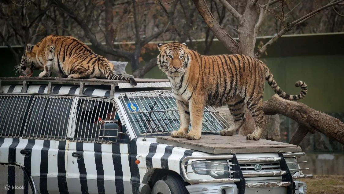 shanghaiwildanimal1.jpg