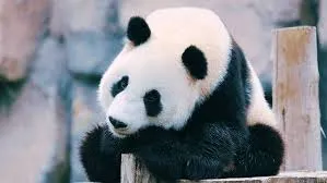 shanghaizoo1.jpeg