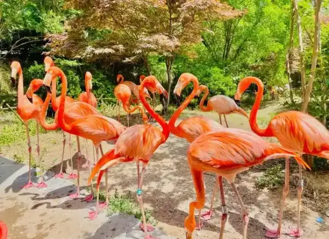 Qingdao Forest Wildlife World