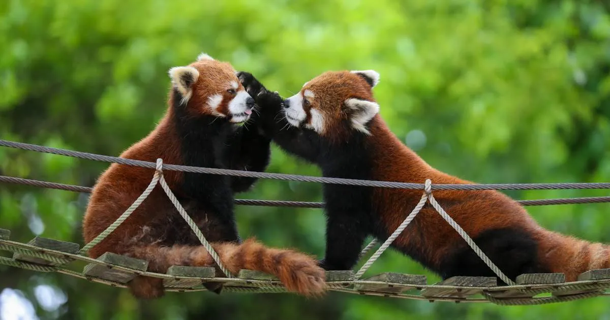shanghaizoo.jpg