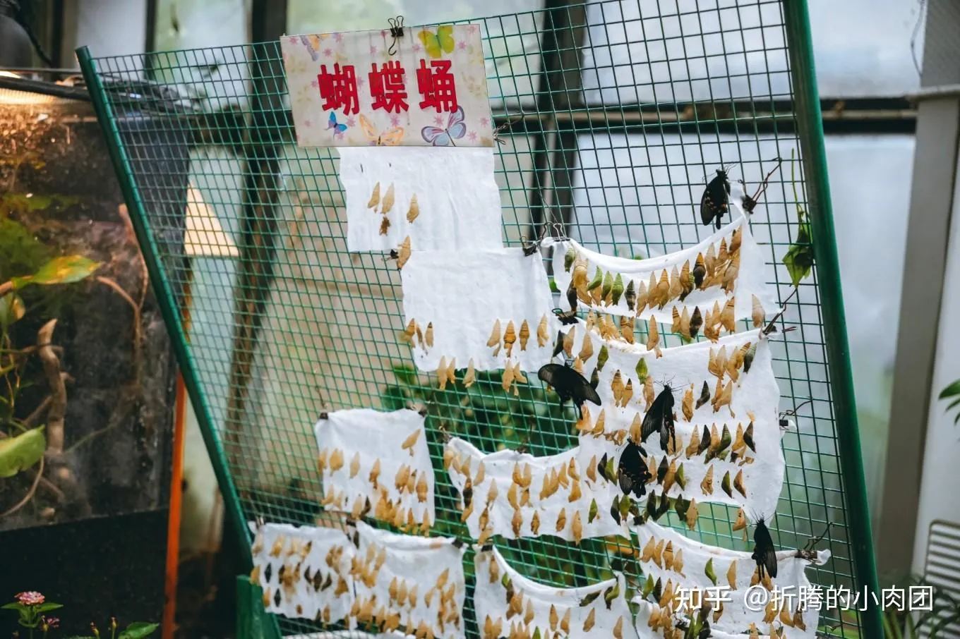 上海大自然野生昆虫馆(东方明珠·爬宠昆虫探索中心)1.jpg