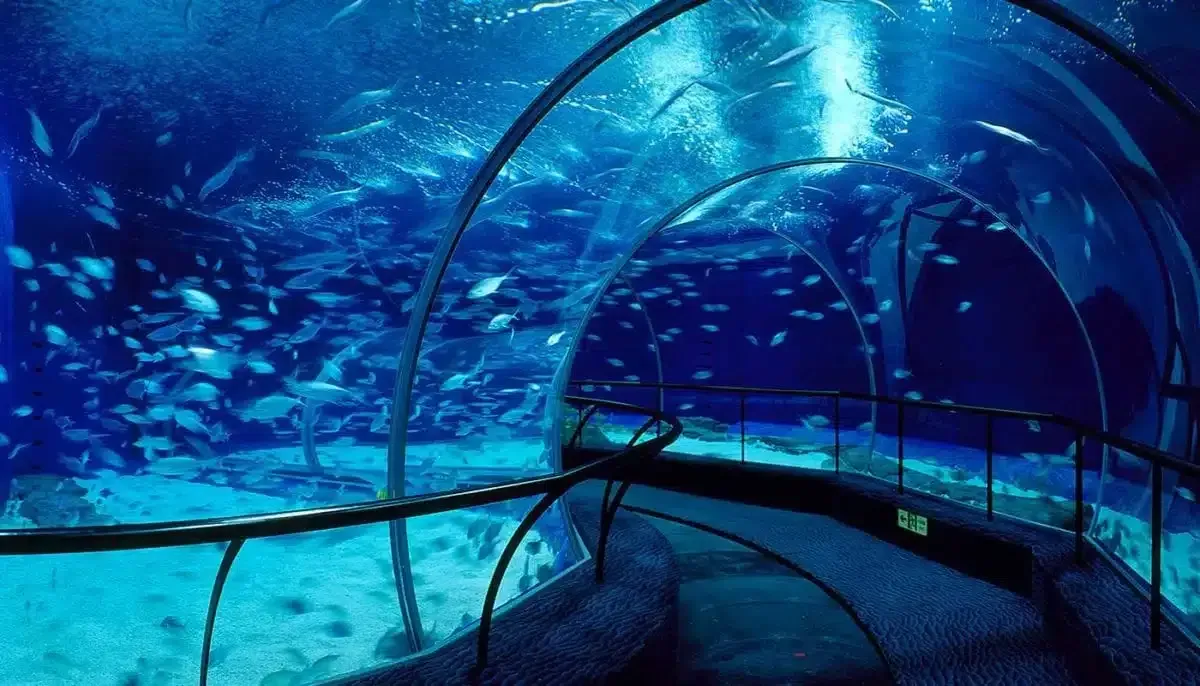 shanghaiocean1.webp